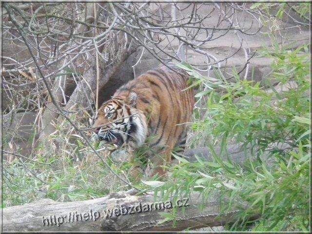 tiger