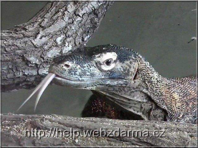 varan