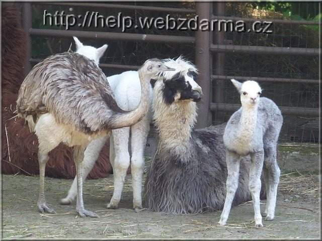 lamy