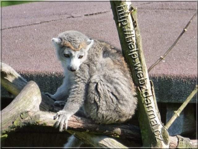 lemur