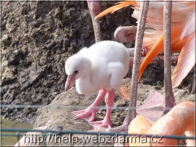 plameniak