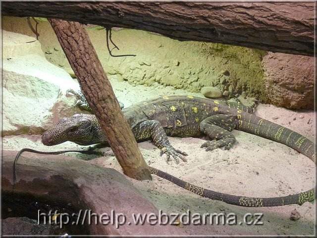 varan1