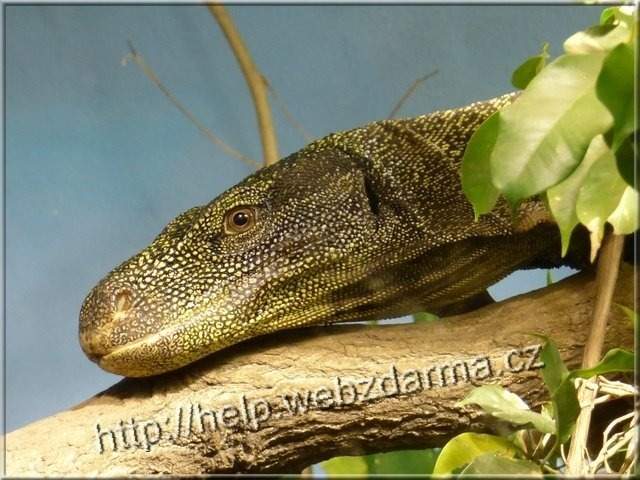 varan2