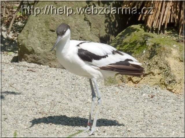 vtak01