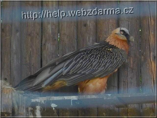 vtak02