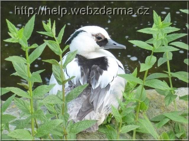 vtak11