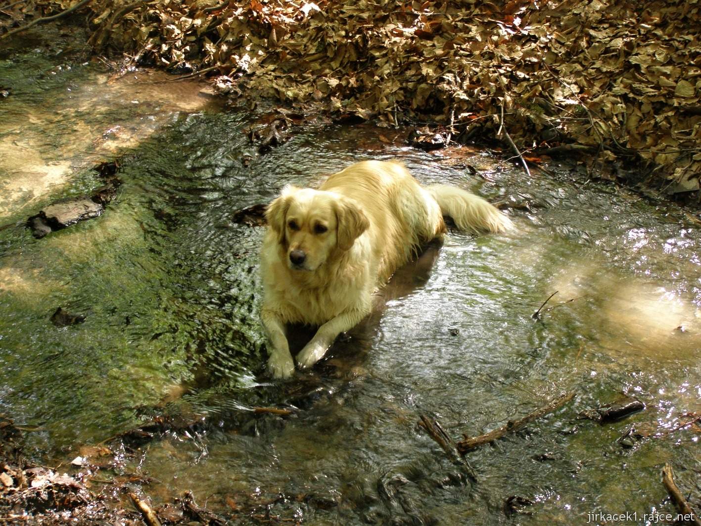 Chřiby - Roštínská kaple - krásný pes v potoce