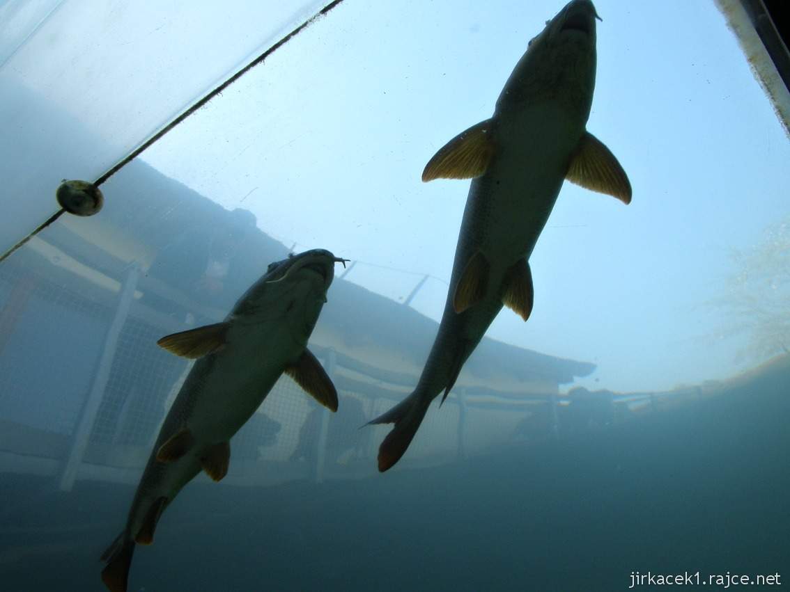 Modrá - Živá voda