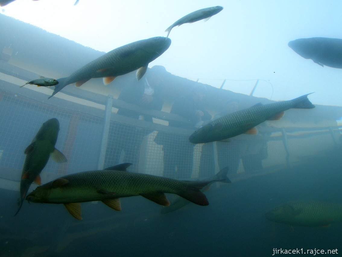 Modrá - Živá voda