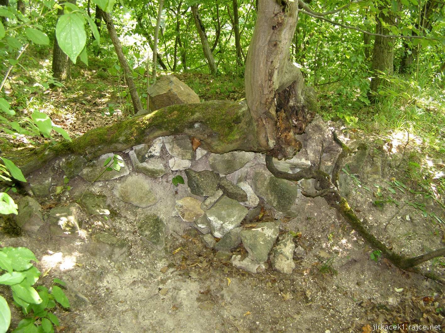 Karlík - zřícenina hradu - zbytek zdi v kořenech stromu