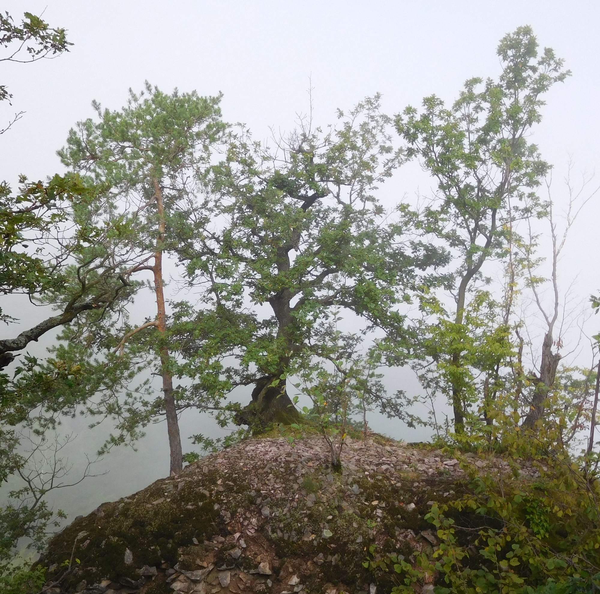 turistika ->> 17. AUG 2019 <<- Lehôtka p. Brehmi -