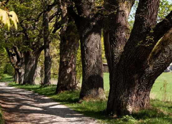 Stromořadí je památkově chráněné a vede z Volar ke Křížové cestě. Tvoří ji  lípy, duby, buky, jasany, javory.
