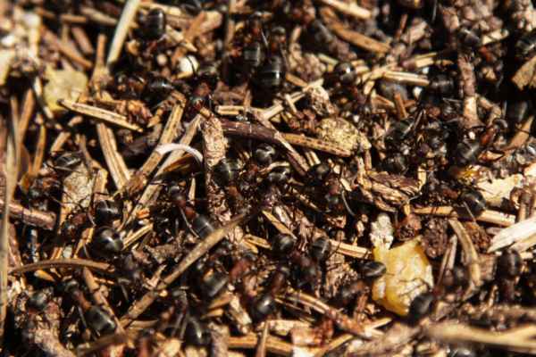 Mravenci, koupající se v lázni teplých paprsků ...
