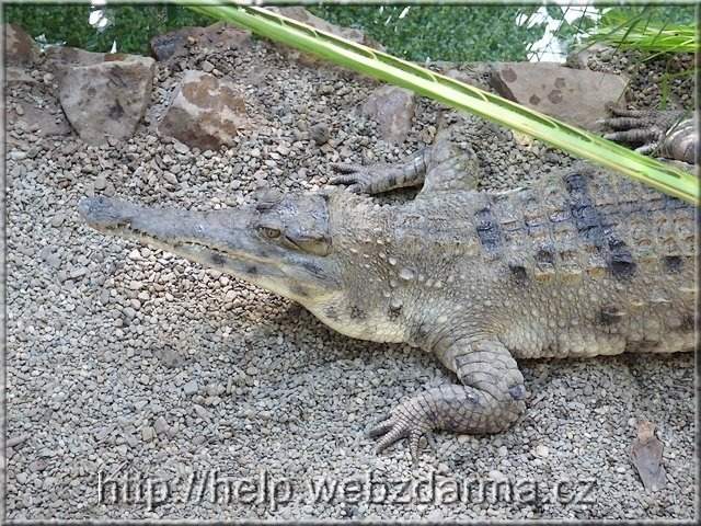 krokodil