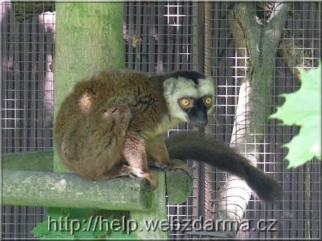 lemur1