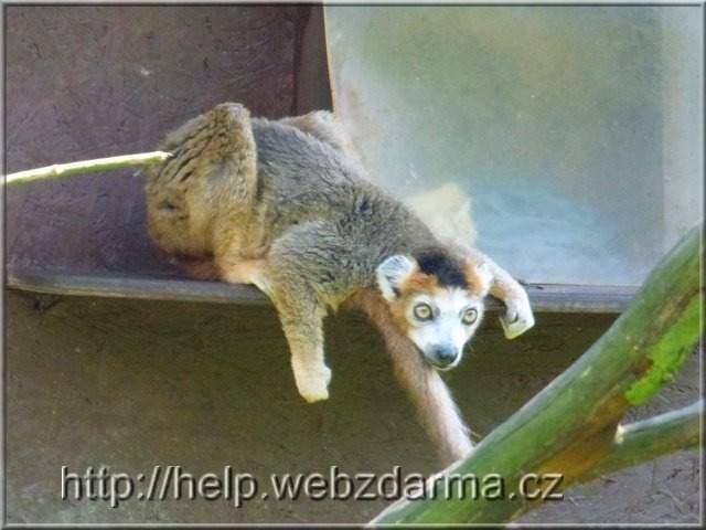 lemur2