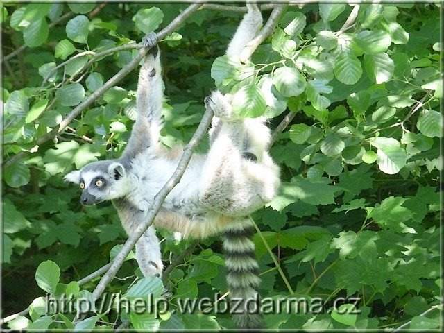 lemur3