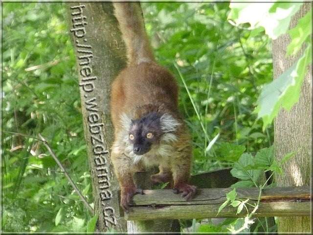 lemur4