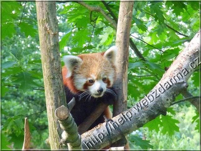 panda