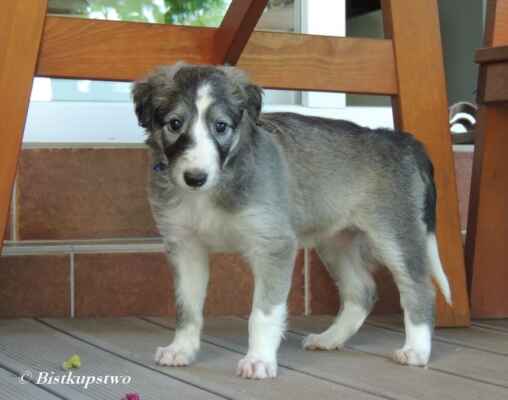 Tacca Bistkupstwo 5 weeks, available