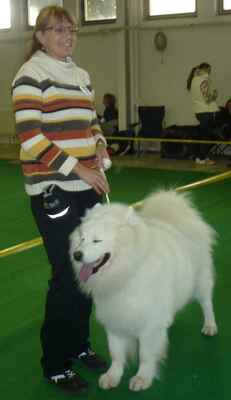 Psi - Dogs: šampionů - champion class - Dasty Bílý křemínek - V1 (exc.1) CAC CACIB BOB