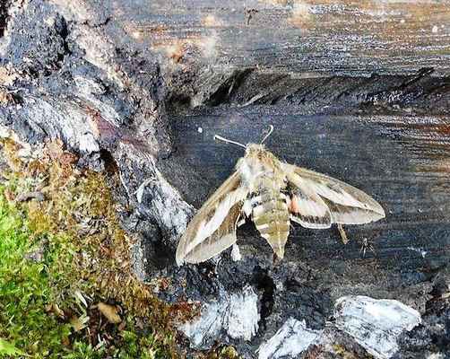 Lišaj svízelový - Hyles galii. Motýl rozšířený od Evropy až po Severná Ameriku. Autor snímku: J. Sterzel