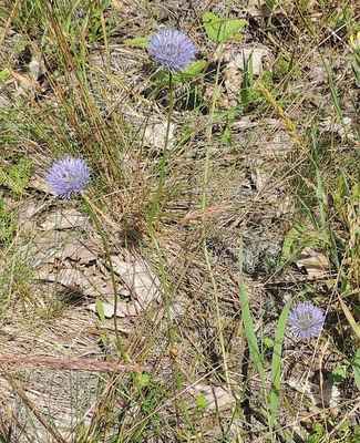 Pavinec horský - Jasione montana. Rostlina příbuzná se zvonky. Z Hůlova kopce. Autor snímku: J. Sterzel