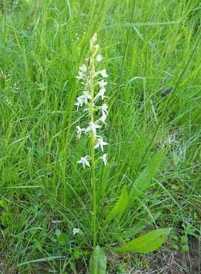 Vemeník dvoulistý - Platanthera bifolia, v ČR jedna z nejhojnějších orchidejí, avšak zákonem chráněná jako ohrožená. Autor snímku: J. Sterzel