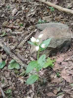 Okrotice bílá - Cephalanthera damasonium. Vstavačovitá rostlina podobná u nás hojnější okrotici dlouholisté. Stupeň ochrany C3. Autor snímku: J. Sterzel