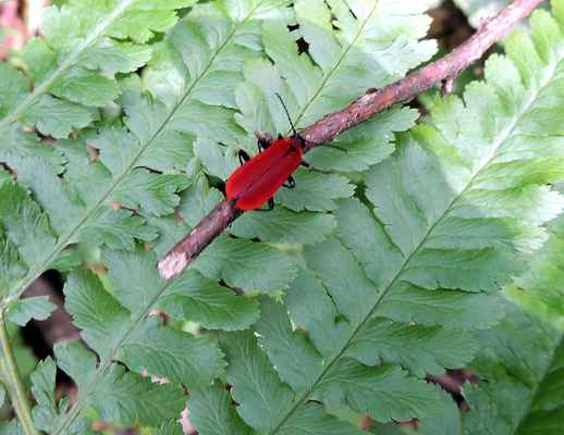 Červenáček ohnivý - Cantharis coccinea. Dosti hojný býložravý brouk žijící v teplejších oblastech. Larvy žijí pod kůrou, kde se živí larvami jiného hmyzu. Obrázek pořízen na Brdě. Autor snímku: J. Sterzel