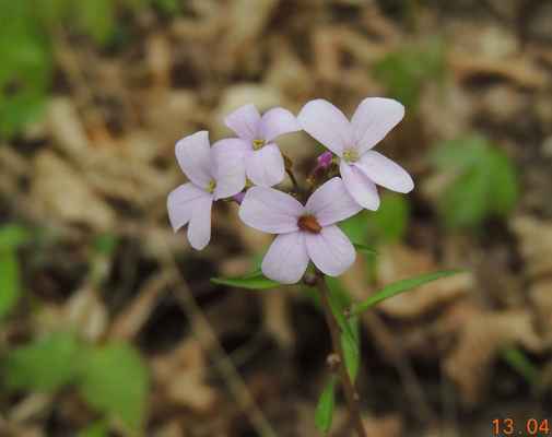 Kyčelnice  cibulkonosná - Dentaria bulbifera. Jedna z prvních kvetoucích rostlin, hojně rostoucích v jarním smíšeném lese. Je zajímavá tím, že v úžlabí listů má pacibulky, kterými se rozmnožuje. Autor snímku: J. Sterzel