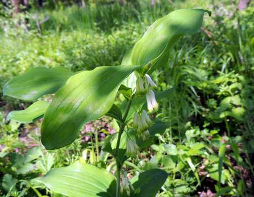 Kokořík mnohokvětý - Polygonatum multiflorum. Roste v listnatých lesích s bylinným podrostem. Květy jsou v krátkých hroznech visících na jednu stranu a nevoní. V pověrách byla rostlina považovaná za "otvírací kořen", který otvírá skály a zavřené dveře. Autor snímku: J. Sterzel