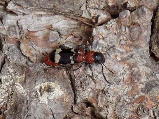Pestrokrovečník mravenčí - Thanasimus formicarius. Z pohledu lesníka jeden z nejužitečnějších brouků jehličnatého lesa. V prvotní fázi samička klade vajíčka do štěrbin v borce stromů. Následně se vylíhlé larvy vydávají do chodbiček pod kůrou, kde se nejprve živí trusem kůrovčích larev. Pak napadají samotné larvičky a nakonec už i dospělé kůrovce. Stejnou potravu vyhledávají i dospělí brouci, kteří čile (jako mravenci) pobíhají po povrchu napadeného dříví a likvidují nalétávající lýkožrouty doslova na potkání. Autor snímku: P. Koukal