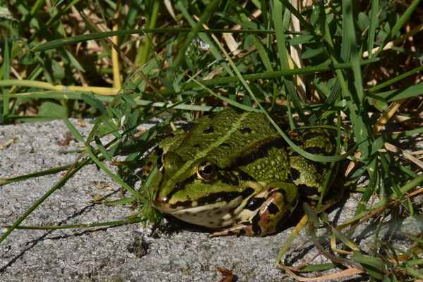Skokan skřehotavý - Pelophylax ridibundus, samice naší největší žáby. V České republice se jedná o kriticky ohrožený druh. Autor snímku: J. Záhora