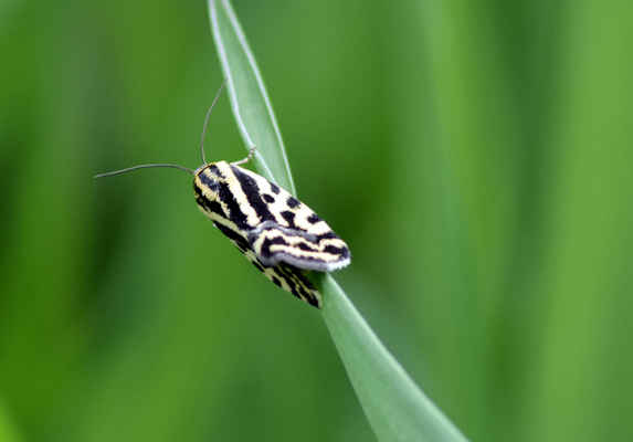Světlopáska svlačcová - Emmelia trabealis. Tato můra má jméno po hostitelské rostlině housenek. Motýli žijí na výslunných stanovištích od dubna do září. Jsou aktivní ve dne i v noci. Autor snímku: J. Sterzel
