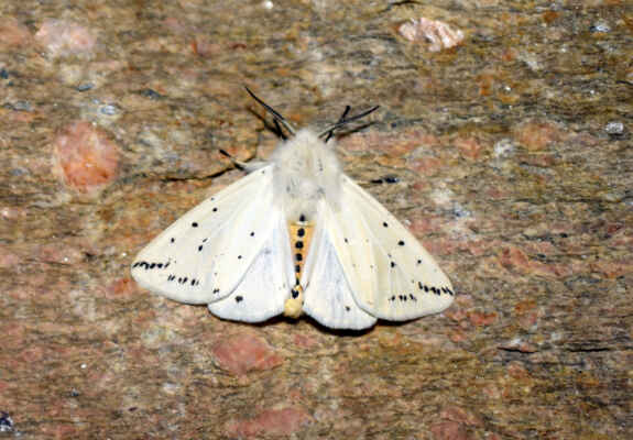 Přástevník mátový - Spilosoma lubricipeda. Motýl je velmi proměnlivý v barvě i kresbě. Létá v noci od května do července. Housenky se živí na různých bylinách. Kuklí se v řídkém zámotku a kukly přezimují. Autor snímku: J. Sterzel