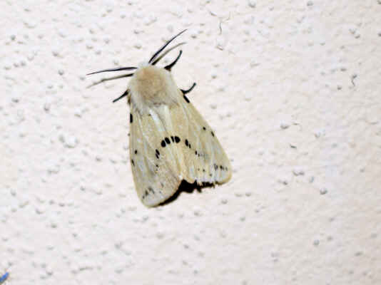 Přástevník bezový - Spilosoma lutea. Motýl se vyskytuje ve slunných vlhčích biotopech s porosty vysokých bylin a maliníku. Aby se chránil před predátory napodobuje vzhledem i dobou výskytu přástevníka mátového, který je pro ně nepoživatelný. Autor snímku: J. Sterzel