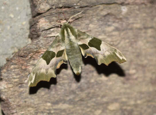 Lišaj lipový - Mimas tiliae. Motýl je vázaný na listnaté stromy, především lípy. Svým zbarvením napodobuje žloutnoucí, usychající listy. Létat začíná konce dubna, nejdříve z lišajovitých. Autor snímku: J. Sterzel